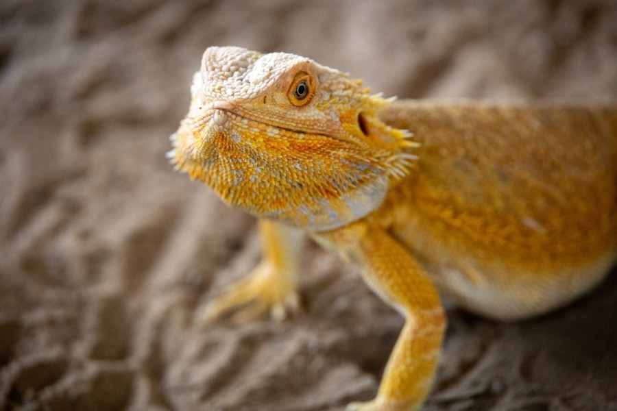 - file://exi1seb5kj4umv2p