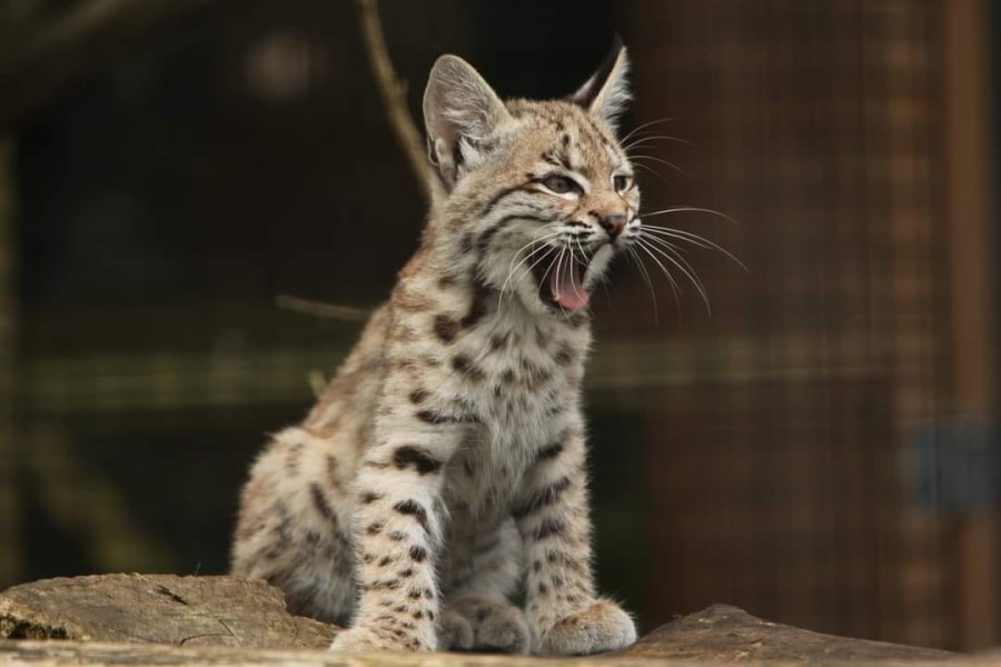 - file://fc4jgtvhu7t4iiim