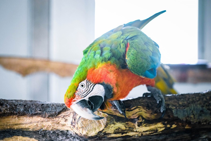 - file://rim37rgtm6or0vnc