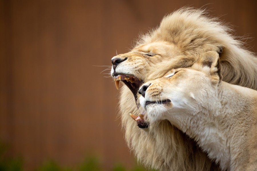 - file://fofhujv16wkgtndz