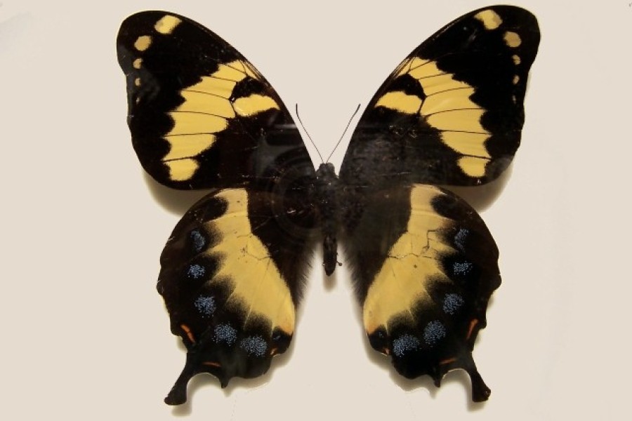 - file://rzpykekhioegzd6x