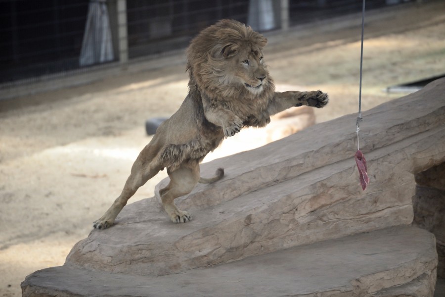 - file://d8dyums8licdewmx